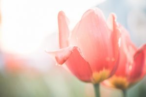 desaturated-red-tulips-flower-close-up-picjumbo-comkopi-